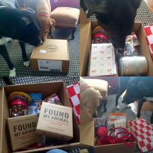 PetsAtWork Social Media Fun